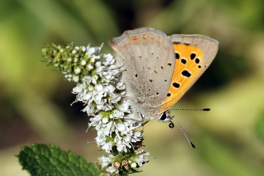 Lycaeana phlaeas Small copper Kleine vuurvlinder